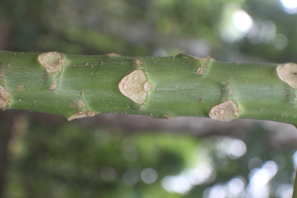 Carica papaya L.